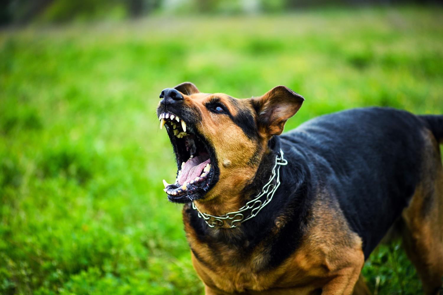 Aggressive dog with bared teeth barking in a grassy field.