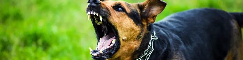 Aggressive dog with bared teeth barking in a grassy field.