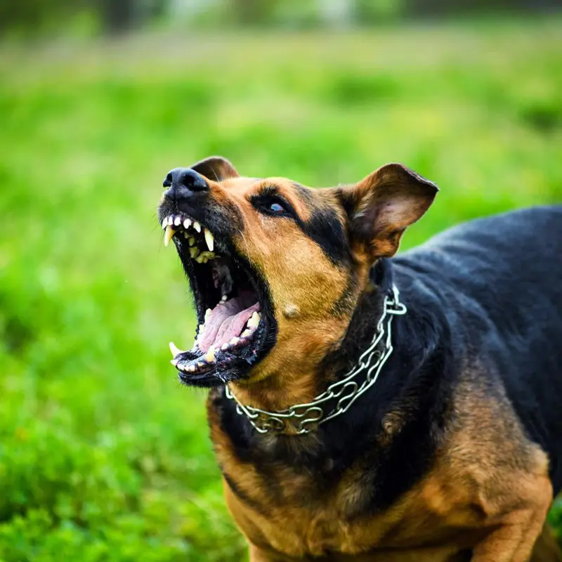 Aggressive dog with bared teeth barking in a grassy field.